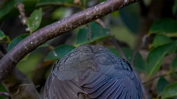 Peek-a-Boo! oleh Tilan Weerasinghe | Foto: Nikon Comedy Wildlife Awards