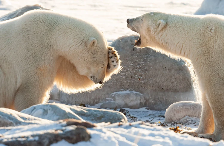 Nikon Comedy Wildlife Awards 2024