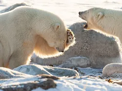 Aksi Lucu Para Hewan Terabadikan Kamera, Gemes Abis!