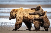 Nikon Comedy Wildlife Awards 2024