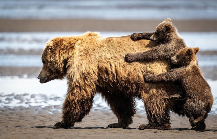 Nikon Comedy Wildlife Awards 2024