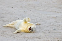 Nikon Comedy Wildlife Awards 2024