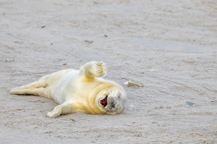 Nikon Comedy Wildlife Awards 2024