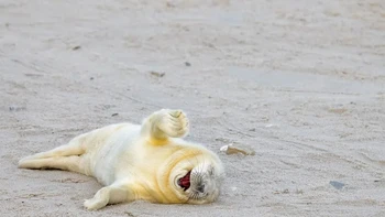 Laughing Out Loud oleh Ingo Hamann Foto: Nikon Comedy Wildlife Awards