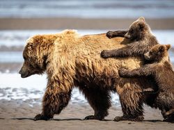 Aksi Lucu Para Hewan Terabadikan Kamera, Gemes Abis!