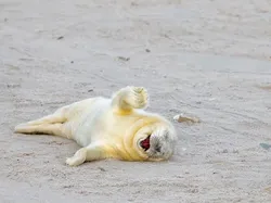 Aksi Lucu Para Hewan Terabadikan Kamera, Gemes Abis!