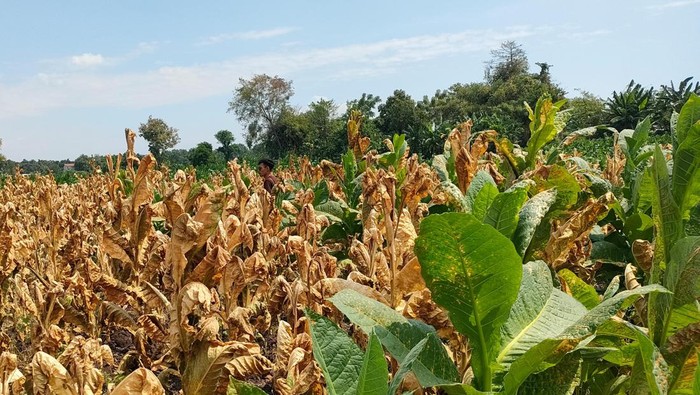 Penampakan tembakau yang menguning kering di Kraksaan Probolinggo