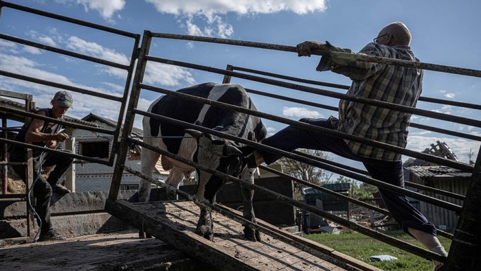 Puluhan Sapi di Peternakan Mati Terbunuh Imbas Konflik Rusia-Ukraina Yurii Maliovanyi, a local farmer, prepares to load cows into a trailer as he tries to evacuate the few remaining from his herd of more than 30 cows killed by Russian shelling, amid Russia's attack on Ukraine, in the village of Basivka near the Russian border in Sumy region, Ukraine August 11, 2024. REUTERS/Viacheslav Ratynskyi
