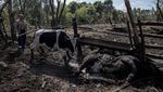Puluhan Sapi di Peternakan Mati Terbunuh Imbas Konflik Rusia-Ukraina