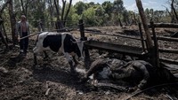 Yurii Maliovanyi, seorang peternak lokal, bersiap memuat seekor sapi ke dalam trailer di desa Basivka dekat perbatasan Rusia di wilayah Sumy, Ukraina, Minggu (11/8/2024).