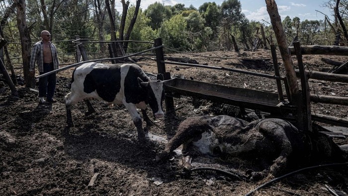 Yurii Maliovanyi, a local farmer, prepares to load cows into a trailer as he tries to evacuate the few remaining from his herd of more than 30 cows killed by Russian shelling, amid Russia's attack on Ukraine, in the village of Basivka near the Russian border in Sumy region, Ukraine August 11, 2024. REUTERS/Viacheslav Ratynskyi