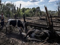 Puluhan Sapi di Peternakan Mati Terbunuh Imbas Konflik Rusia-Ukraina