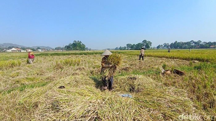 Sawah mengering di Bandung Barat