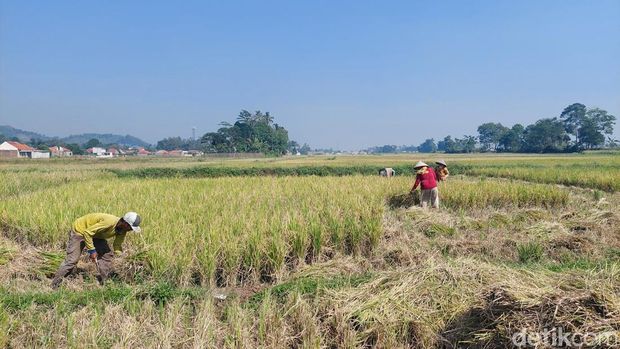 Sawah mengering di Bandung Barat