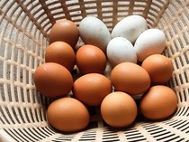 5 Fakta Menarik Telur Bebek, Nutrisi hingga Keunikan Rasanya