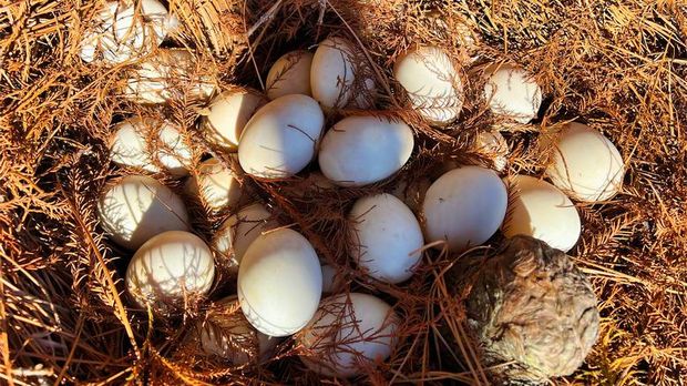 Telur