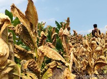 Penjualan Tembakau Turun, Petani Waswas