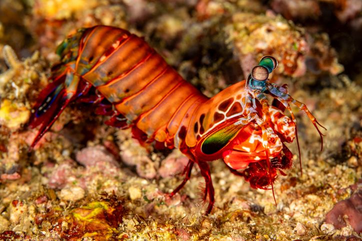 Ngeri! Wanita Ini Dipatil Udang Mantis saat Makan Suki