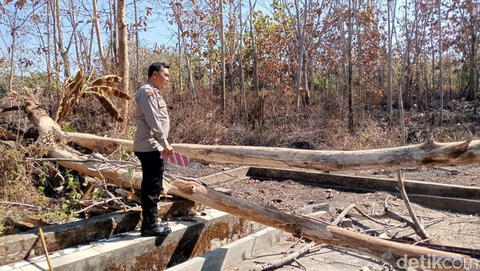 Wujud pohon tumbang di SMPN 1 Wuryantoro Wonogiri, Rabu (14/8/2024).