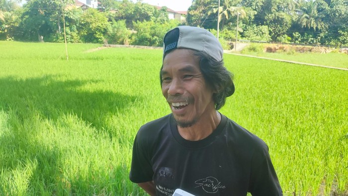 Kemarau yang berkepanjangan membuat sawah-sawah di Kota Lubuklinggau mengalami kekeringan sehingga diserang hama tikus. Akibatnya, banyak tanaman padi yang rusak.