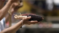 Di bawah kendali Spanyol, penduduk Tenochtitlan dilaporkan dipaksa untuk menghancurkan kuil dan istana mereka.  