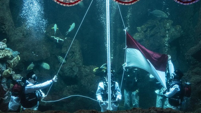 Penyelam mengibarkan bendera Merah Putih dalam gladi bersih memperingati HUT Ke-79 Kemerdekaan RI di Sea World Ancol, Jakarta, Kamis (15/8/2024). Dalam rangka memeriahkan HUT ke-79 RI, Ancol Taman Impian menggelar berbagai kegiatan dengan tema Merdekaria di seluruh unit rekreasi salah satunya yaitu pengibaran bendera Merah Putih di Sea World. ANTARA FOTO/Aprillio Akbar/foc.