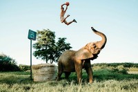 Foto Karya Satwa Liar dari Seluruh Dunia