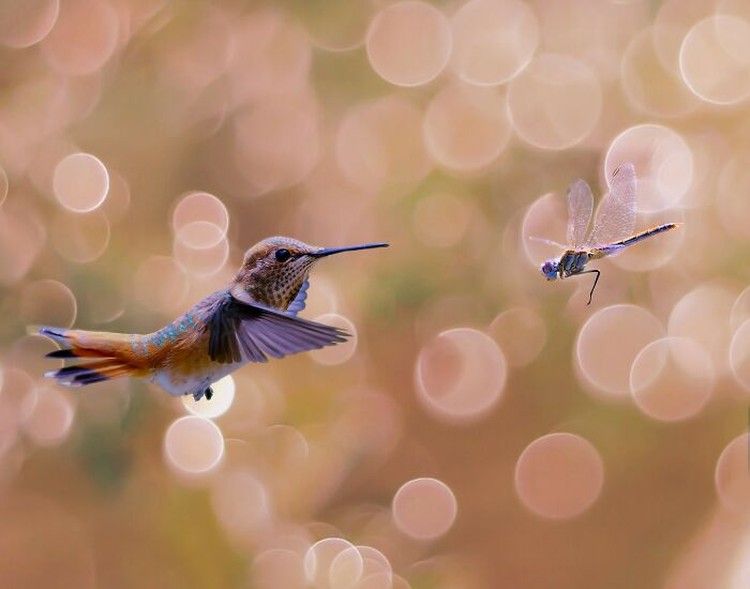 Foto Karya Satwa Liar dari Seluruh Dunia