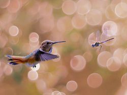 Foto Memukau Satwa Liar Karya Fotografer Seluruh Dunia Termasuk RI