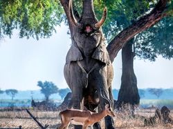 Foto Memukau Satwa Liar Karya Fotografer Seluruh Dunia Termasuk RI