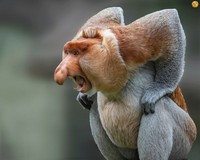 Foto Karya Satwa Liar dari Seluruh Dunia