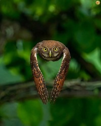 Foto Karya Satwa Liar dari Seluruh Dunia