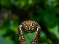 Foto Memukau Satwa Liar Karya Fotografer Seluruh Dunia Termasuk RI
