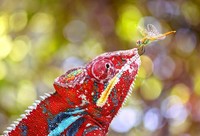 Foto Karya Satwa Liar dari Seluruh Dunia