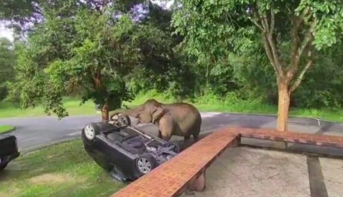 Gajah hantam mobil pakai belalai di Taman Nasional Khao Yai