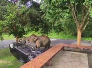 Momen Tak Terduga, Gajah Balikkan Mobil Wisatawan karena Makanan