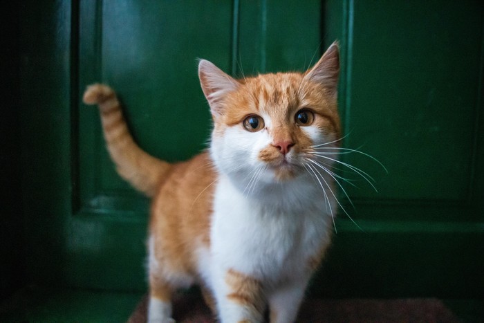 Ilustrasi kucing