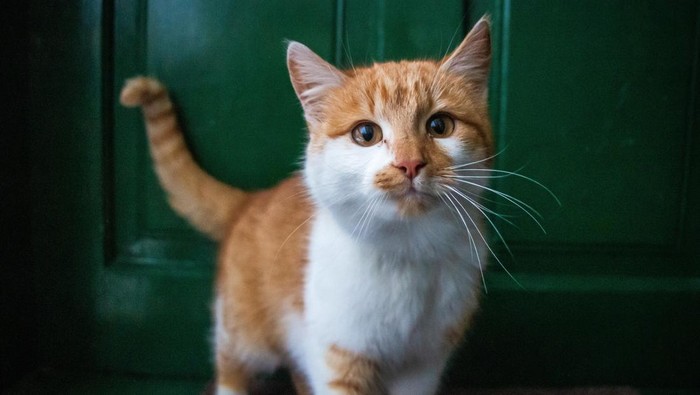 Ilustrasi kucing