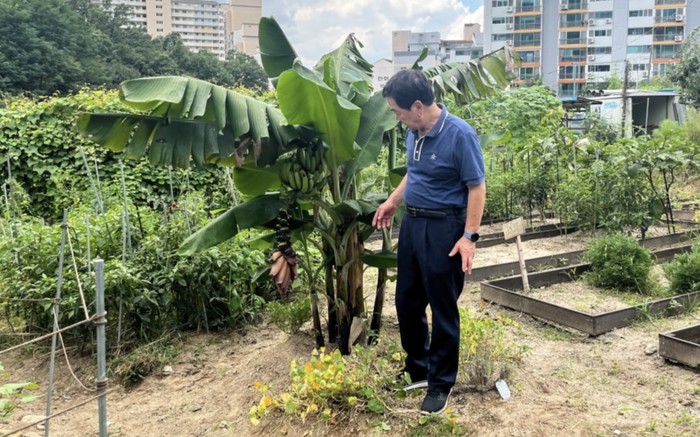 Imbas Pemanasan Global, Warga Korea Kini Sukses Tanam Pisang