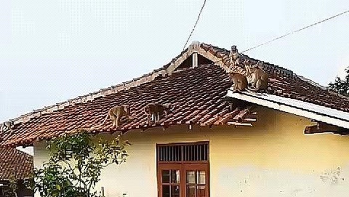Kawanan monyet masuk permukiman dan merusak atap rumah warga.