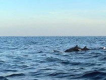 Heboh Lumba-lumba Menggigit, Jepang Serukan Publik Waspada di Pantai