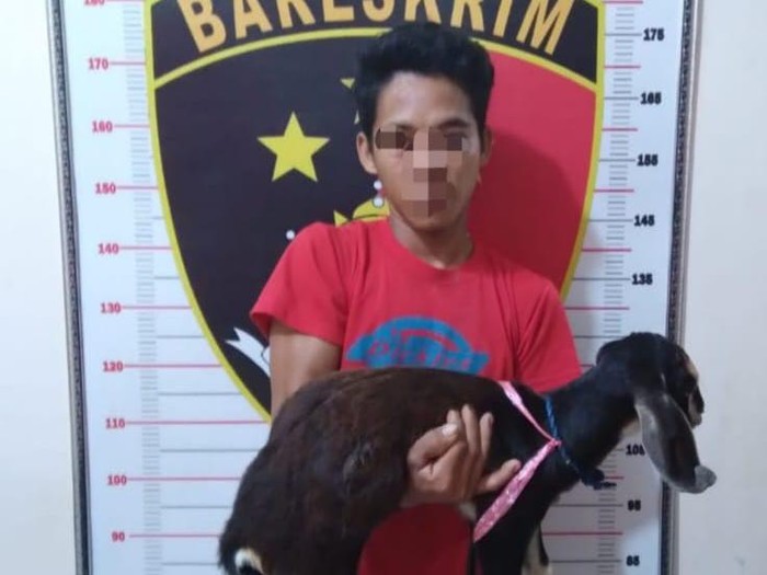 Adi Candra (30) nekat mencuri 5 ekor kambing milik seorang Kepala Desa (Kades). Korban mengalami kerugian sekitar Rp 10 juta.