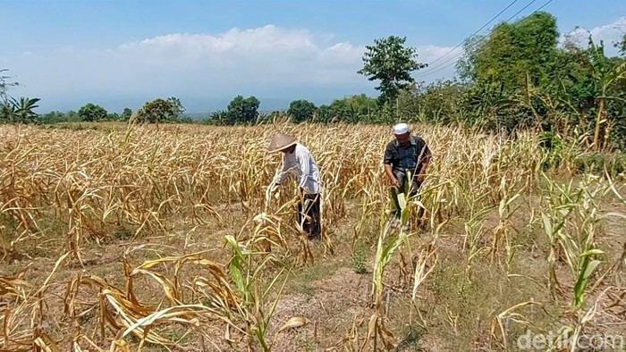 Petani jagung di Pasuruan merugi karena tanamannya mengering dampak Pasuruan