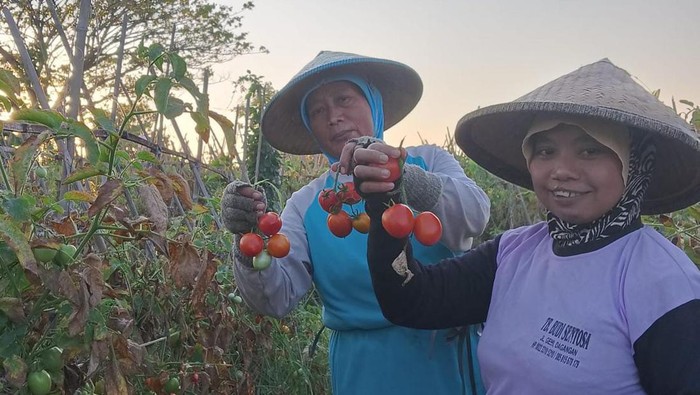 petani tomat di madiun