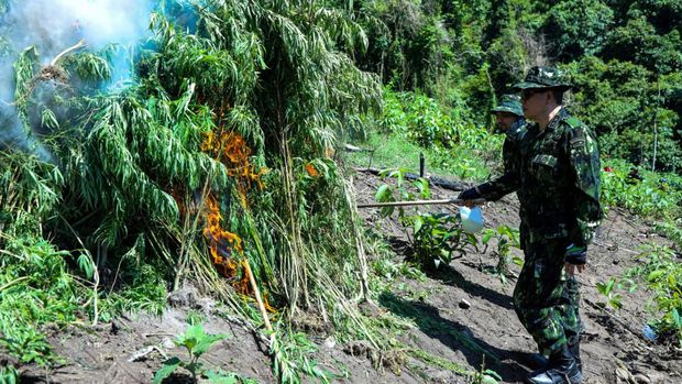 Sebanyak 3,5 ton ganja dimusnahkan Badan Narkotika Nasional (BNN). Ganja basah sebanyak itu didapatkan dari 2 hektare ladang ganja di Aceh Besar, Aceh. (dok istimewa).