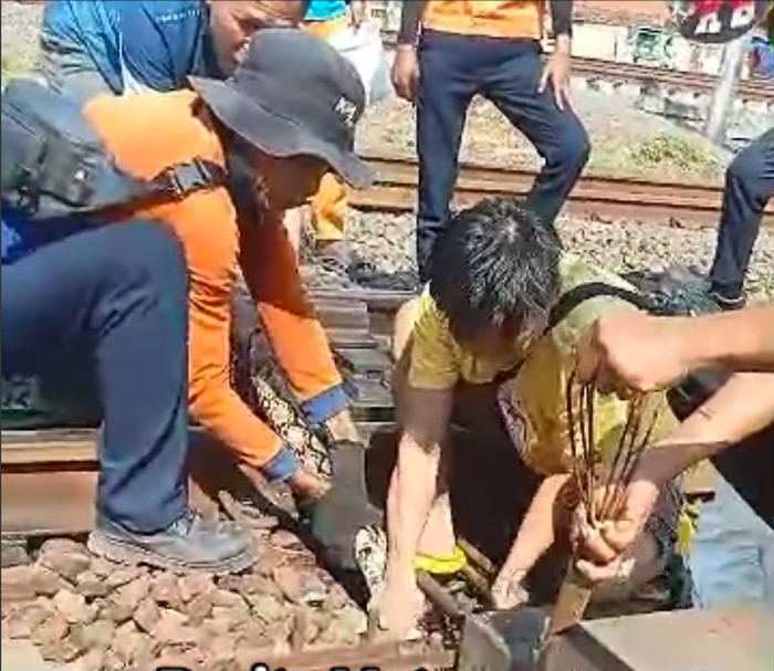 Ular Raksasa Ditemukan di Lintasan Kereta Api Matraman, Picu Evakuasi Massal