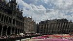 Pecinta Bunga Harus Datang Sih ke Belgia, Ada Karpet Bunga Raksasa