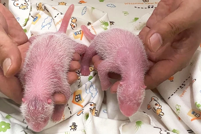 Bayi kembar lahir di Ocean Park, Hong Kong