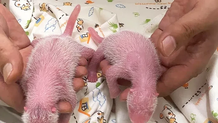 Bayi kembar lahir di Ocean Park, Hong Kong