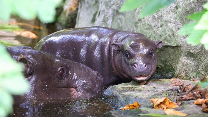 Bayi Kuda Nil Ini Diberi Nama Mengikuti Antonio Ruediger A six-week-old baby hippo